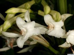 Image result for Corymborkis corymbis