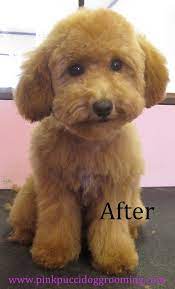 Pin On Cute Dog Haircuts