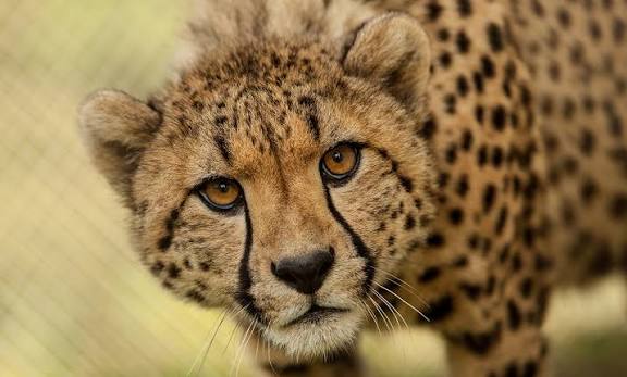 Cheetah | Smithsonian's National Zoo and Conservation Biology Institute