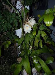 Epiphyllum oxypetalum is a very interesting and unique plant. White Queen Of The Night Orchid Cactus Epiphyllum Oxypetalum Healthy Cutting Home Garden Yard Garden Outdoor Living Items