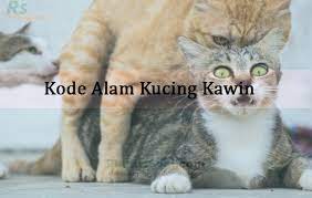 Ternyata mimpi kucing mempunyai tafsir yang mengejutkan! Kode Alam Kucing Kawin 2d 3d 4d Menurut Erek Erek Primbon