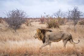The lions compete in the national football league as a member. How Starting Brush Fires Could Save Africa S Disappearing Lions Scientific American