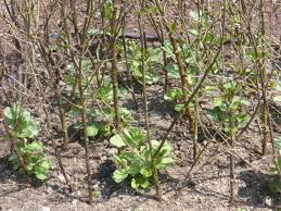 Sow them in the autumn and you'll sow a few extra seeds at the end of the rows to fill in any gaps produced by seeds that don't germinate. An Attractive Way To Support Broad Beans Growing Vegetables Plants Growing