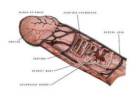 Image result for penis muscle