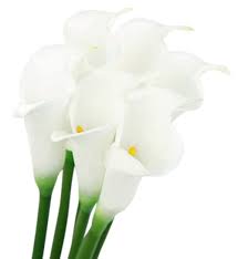 The fraction inches are rounded to 1/64 resolution. Fiveseasonstuff 6 Long Stems Of Real Touch Artificial White Calla Lily Flowers Bouquet For Home Shop Office Restaurant Wedding Party Decor Diy Flower Arrangement Decoration 64cm 25 2 Inches Buy Online In Guam