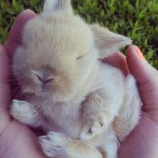 7 mini lop bunnies for sale in nogales, arizona. 42 Best Mini Lop Bunnies Ideas Lop Bunnies Cute Bunny Baby Bunnies