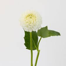 Image result for Dahlia `Snowflake`