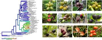 Image result for Coffea mufindiensis