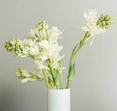 Tuberose Plants Flowers Planting Flowers Flower Arrangements Center Pieces Creative Flower Arrangements
