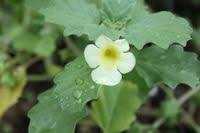 Image result for Pedalium