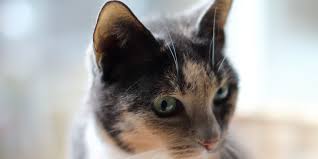 Healthcare providers often start treatment with steroid medicines breathed in (inhaled) through the nose. Ear Problems In Cats International Cat Care