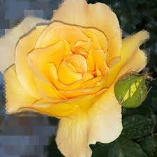 الجمال بأبهى لون flowers plants rose