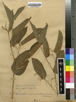 Image result for Marantochloa congensis