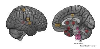 Brain test tricky puzzles all levels 295 to 304 complete walkthrough solution with detailed hints. Visceral Signals Shape Brain Dynamics And Cognition Trends In Cognitive Sciences
