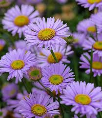 Image result for Erigeron steudelii