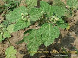 Image result for Chrozophora plicata