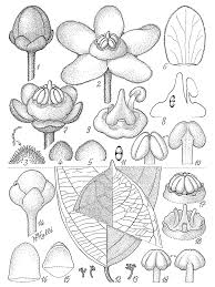 Image result for Salacia rhodesiaca