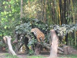 Senyum zoo negara retreat is an alluring and cozy residence offering four rooms nestled in kemensah heights. Schoner Zoo Mit Panda Resort Zoo Negara Ampang Reisebewertungen Tripadvisor