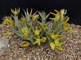 Image result for Orbea rogersii