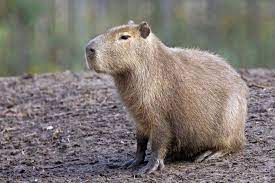 For example, all mammals have hair, and the females of all. 11 Amazing Rainforest Animals Rainforest Alliance