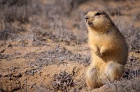 We did not find results for: How To Get Rid Of Groundhogs Woodchucks In Your Garden And Yard Garden Mandy