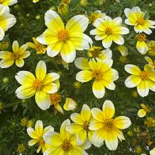 Image result for Bidens sp.no.1