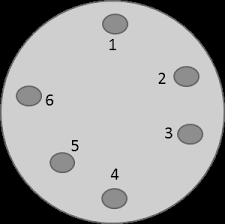 Image result for Mildbraedia carpinifolia