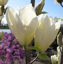 Image result for Magnolia White 1980 Amos and Sons