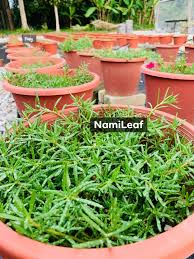 Ros jepun 6.091 views1 year ago. Tanam Ros Jepun Nak Berbunga Lebat Gemuk Gemuk Rahsianya Buat Begini Keluarga