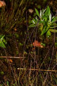 Image result for Microchloa