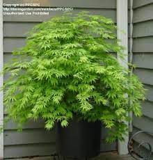 We did not find results for: Weeping Japanese Maple Maple Tree Landscape Japanese Maple Tree Landscape Small Japanese Garden