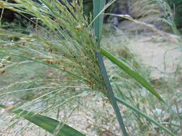 Image result for Panicum aequinerve