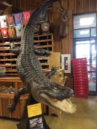 We did not find results for: Incredible Sports Store Review Of Mack S Prairie Wings Stuttgart Ar Tripadvisor