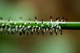 Image result for Cyperus dubius