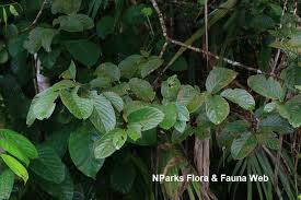 Image result for Bridelia atroviridis