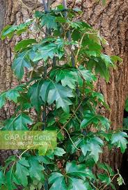 Image result for Rhoicissus