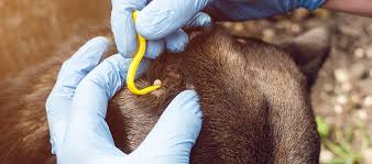 Check poison symptoms, diagnosis & treatments. How To Remove A Tick From A Dog My Pet And I