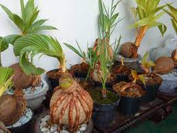 Hal ini dimaksudkan supaya tidak mengeluarkan biaya yang. Cara Membuat Bonsai Kelapa Bercabang Bibitbunga Com