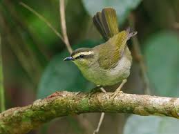 Image result for Hyparrhenia familiaris