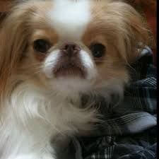 My Dog Brisbane He S The Best Japanese Chin In The World Japanese Chin Dog Japanese Chin Pekingese