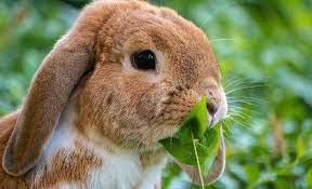 Cats and other animals catch and injure small rabbits. What Can Rabbits Eat And Not Eat