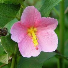 Image result for Kosteletzkya adoensis