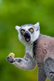 Ring Tailed Lemur Lemur Rare Animals Animals Wild