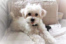 I started to get suspicious at that point, so i checked the website more and it said in business for 10 years, but the domain was bought in april 2020. Mini Small Breed Puppies For Sale Minnesota Valley View Puppies Valley View Puppies