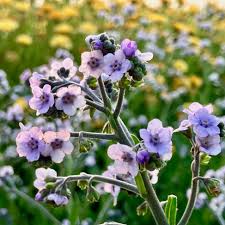 Image result for Cynoglossum