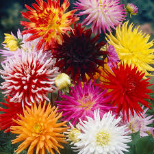 How far apart should i plant these bulbs? How To Plant Cactus Dahlias Gardening Tips With J Parker S