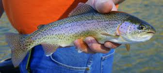 rainbow trout wikipedia