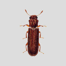 We did not find results for: Noise In The Walls Colonial Pest Control