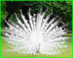 We did not find results for: Burung Merak Putih Dan Penjelasannya Daftarhewan Com