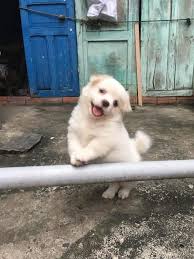 Firulais On Twitter Your Dog Dogs Animals